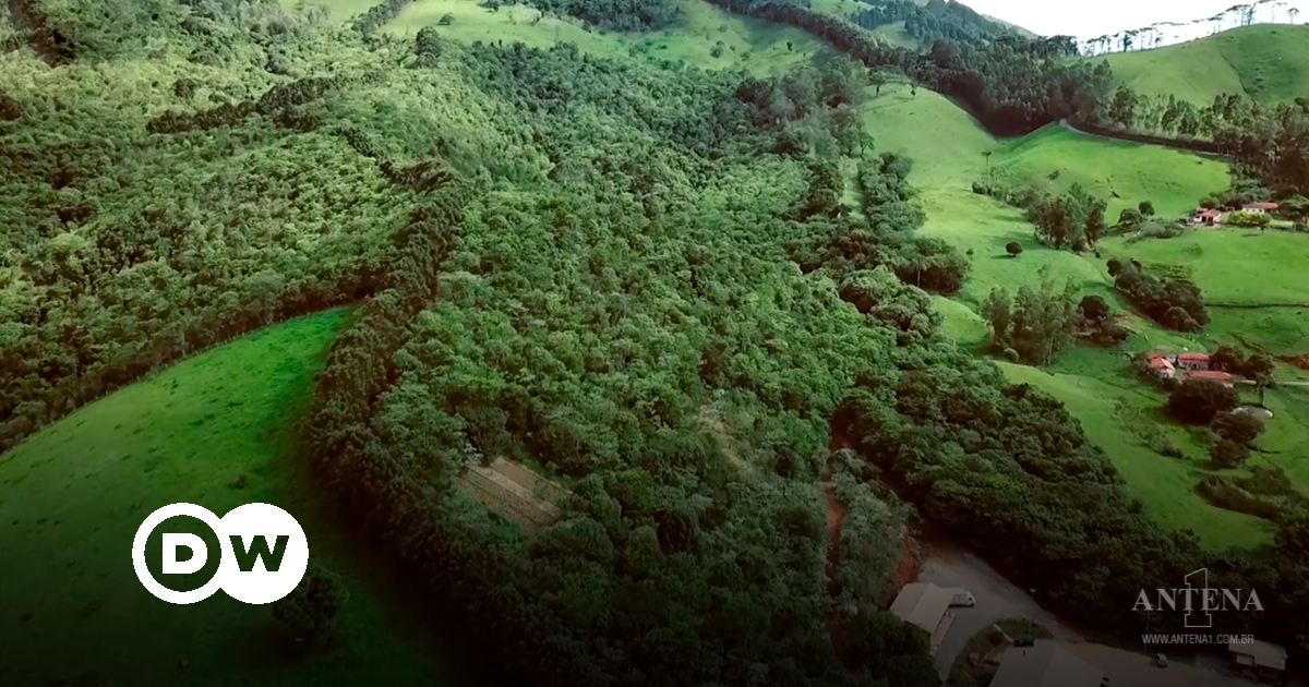 Des sœurs se battent pour sauver la forêt atlantique